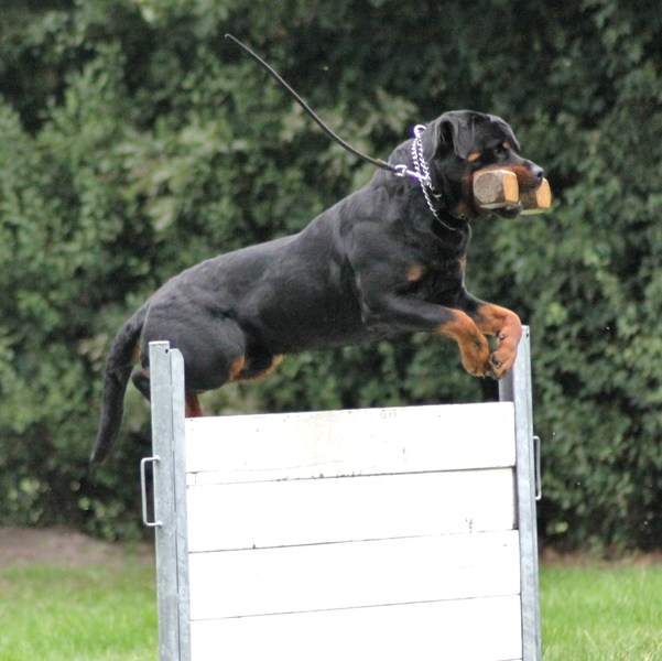 Rottweiler