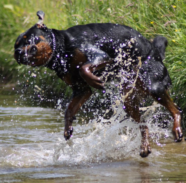 Rottweiler