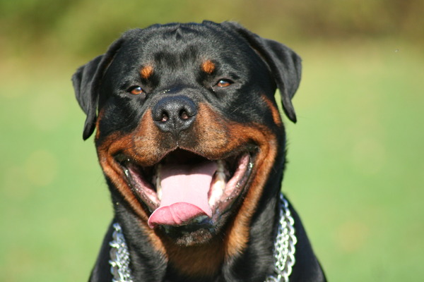 Rottweiler