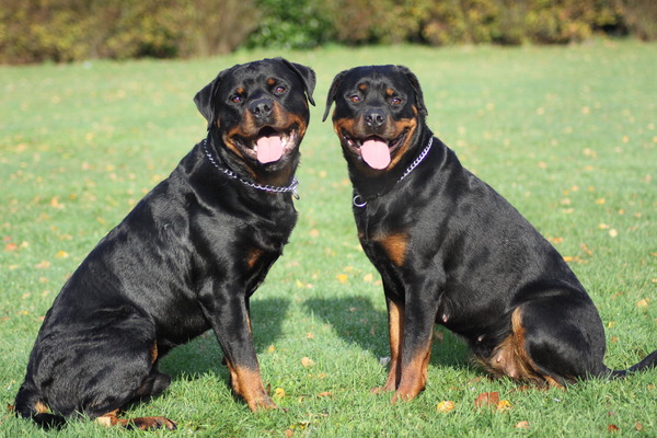 Rottweiler