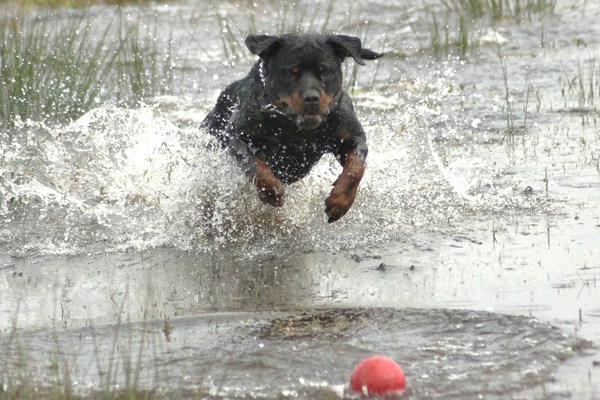 Rottweiler