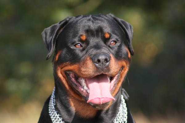 Rottweiler