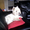 West Highland White Terrier