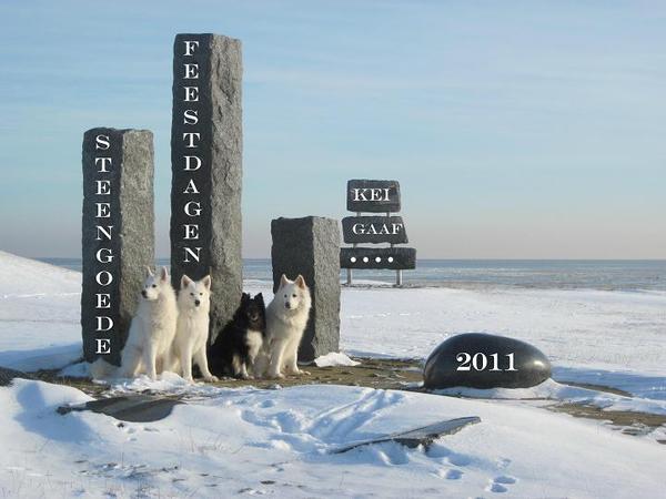Schylger Samoyeds kerstwens