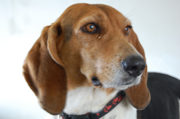 Basset Artesien Normand