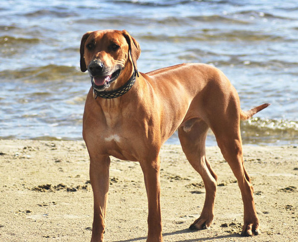 Rhodesian Ridgeback