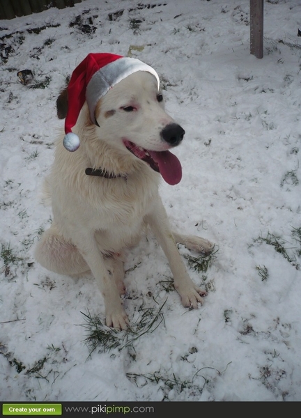 Saltarin op zijn best... 