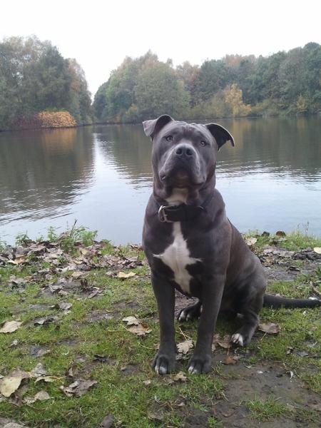 American Staffordshire Terrier