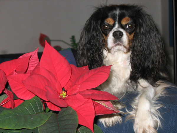 prettige kerstdagen!