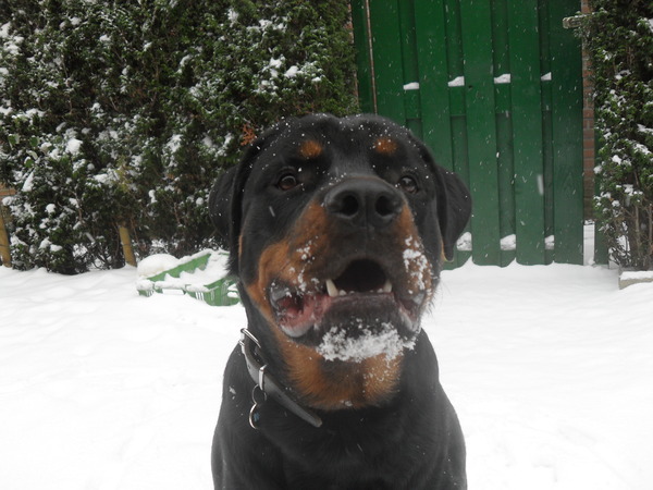 Kerstman look-a-like