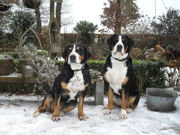 Grote Zwitserse Sennenhond