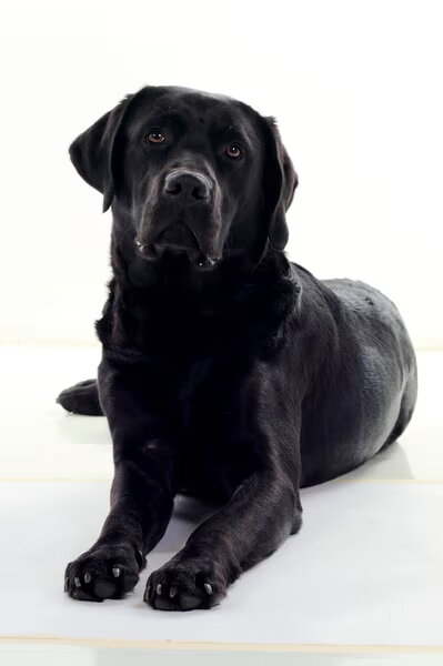 Labrador