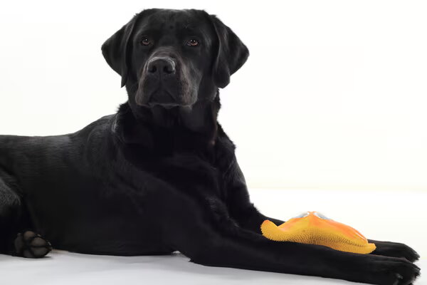 Labrador
