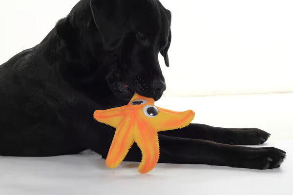 Labrador