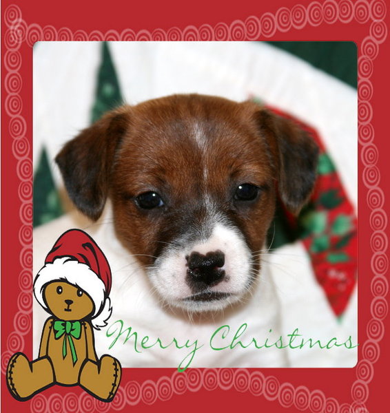 Kerstmis zoals iedereen dit wenst