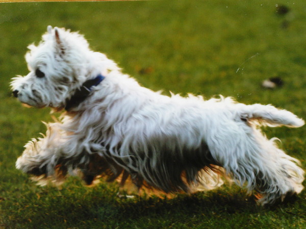 West Highland White Terrier