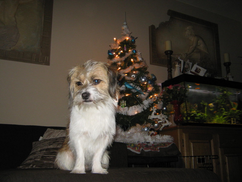 Storm bij de kerstboom