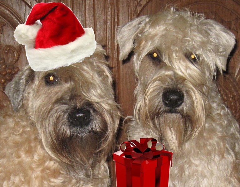 Cheyenne en Abbygail 