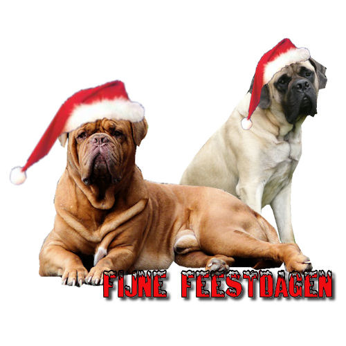 Basto en Gomez in kerstsfeer