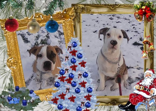 merry Christmas van chika & lady