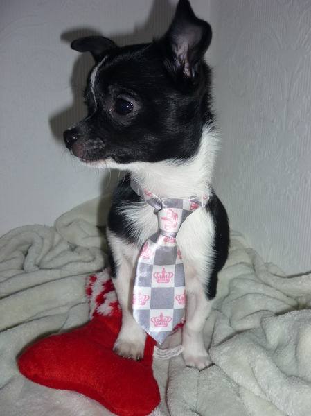 Ayko is er helemaal klaar voor!