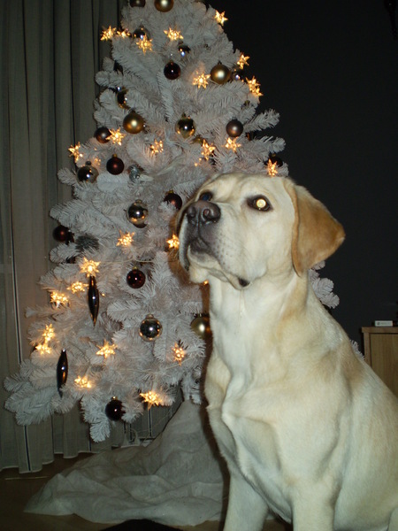 Scott bij de kerstboom