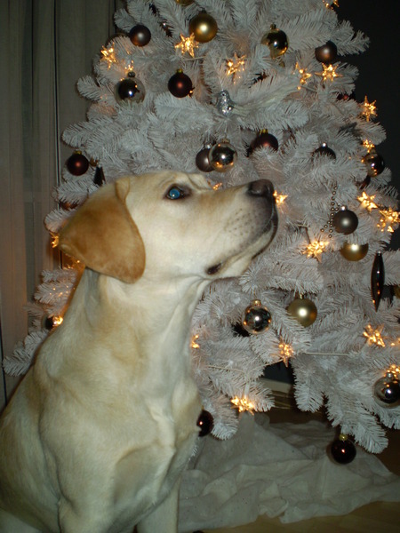 scott bij de kerstboom