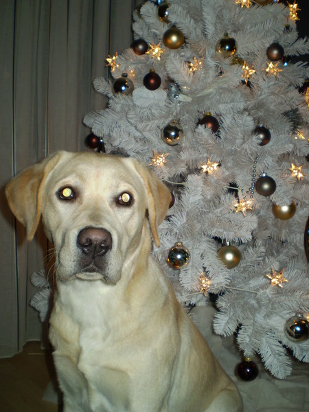 scoot bij de kerstboom