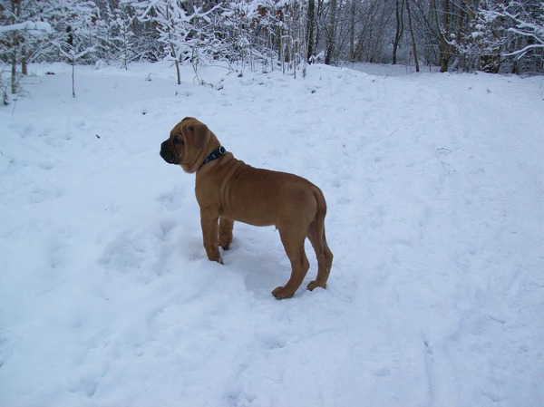 rambo wenst iedereen voor het eerst prettige feestdagen