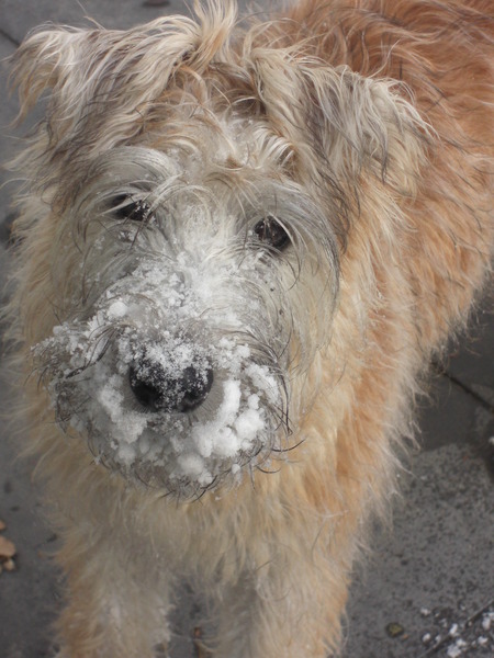 Irish Softcoated Wheaten Terriër