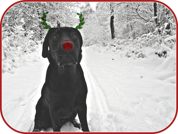 Hoezo ben ik opeens een rendier dan?!