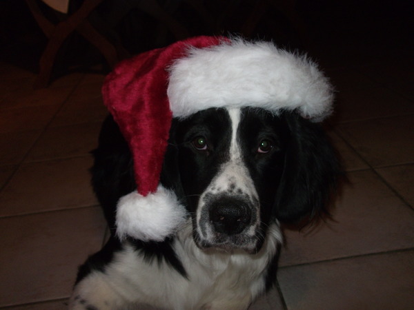 testo in kerst stemming