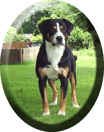 Entlebucher Sennenhond