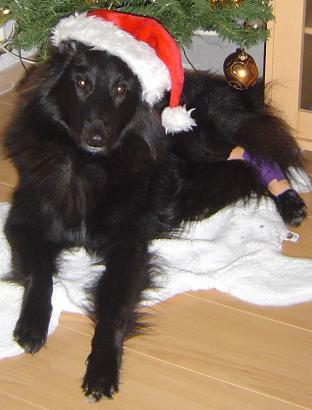 Onze mooie kersthond Quinto