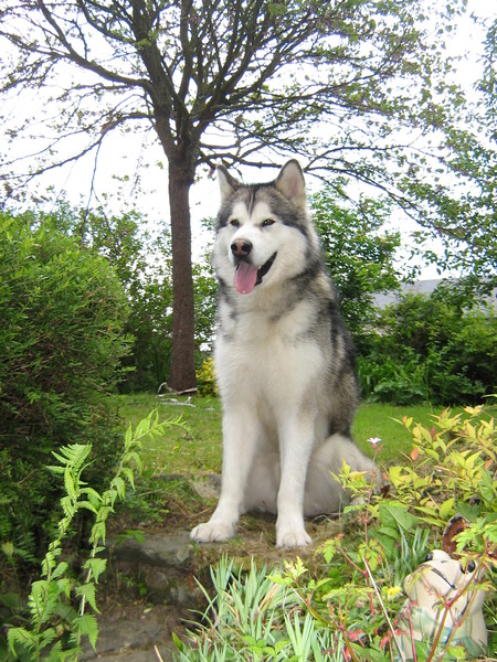 Alaskan Malamute