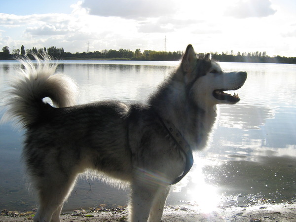 Alaskan Malamute