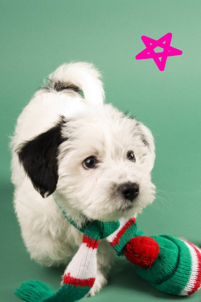 Harry's first christmas