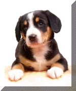 Entlebucher Sennenhond