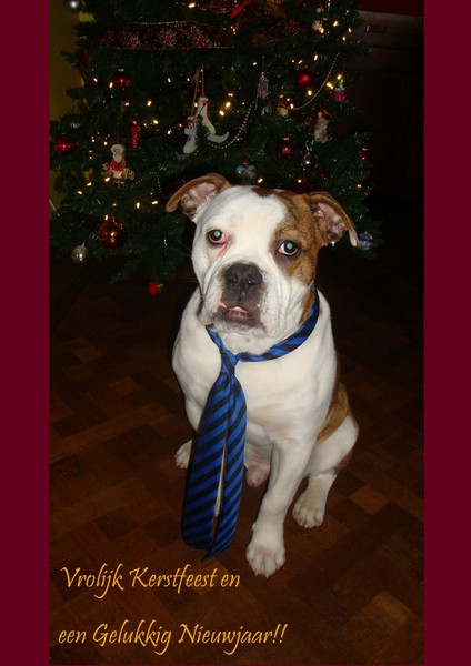 Onze Diego in Kerstsfeer!!