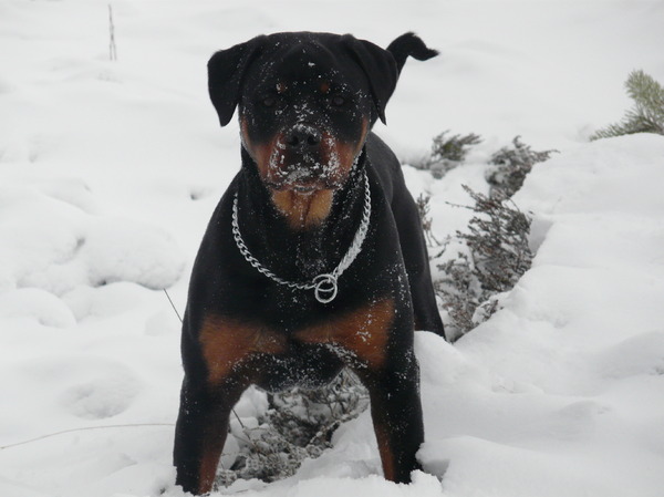 Rottweiler