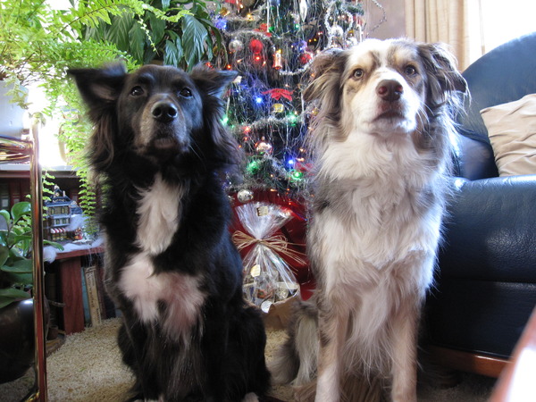 Samen voor de kerstboom