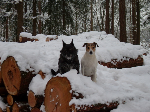 dribbel en loekie op de boomstammen
