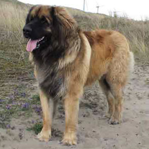 Leonberger