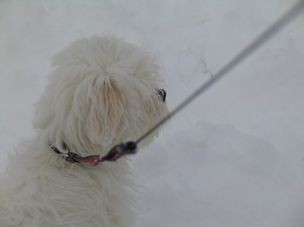 sneeuw