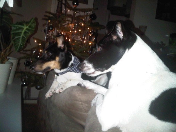 Samen voor de kerstboom