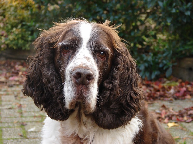 Engelse Springer Spaniel