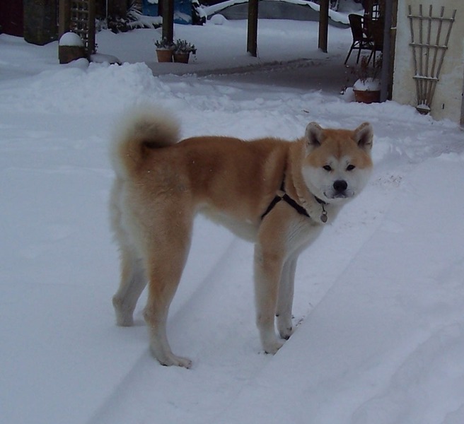 Akita Inu