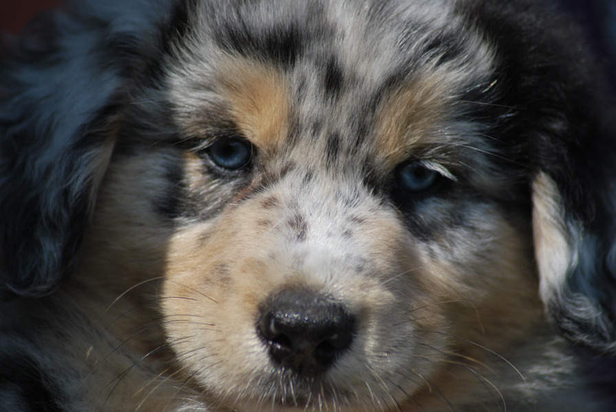 Australian Shepherd