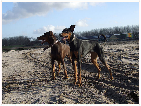 Dobermann