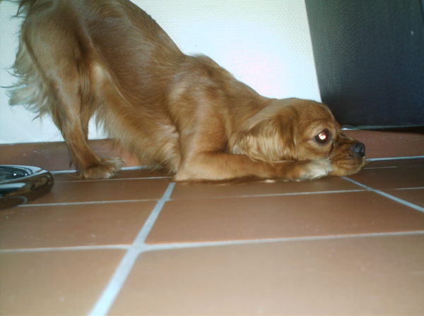 Waar is mijn balletje